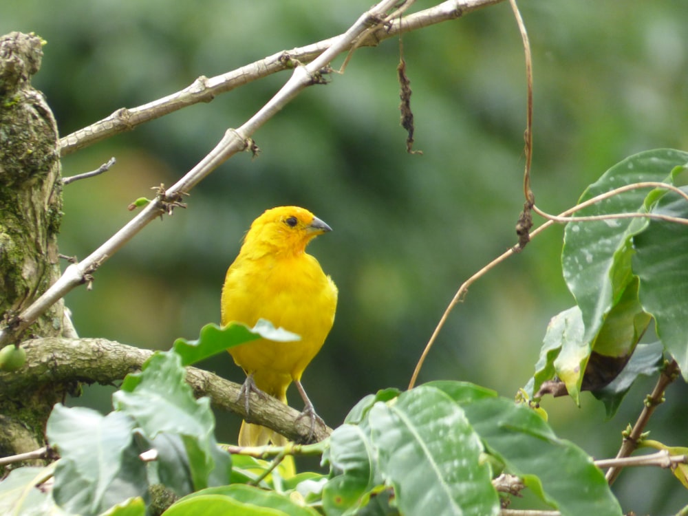 um pássaro amarelo sentado em cima de um galho de árvore