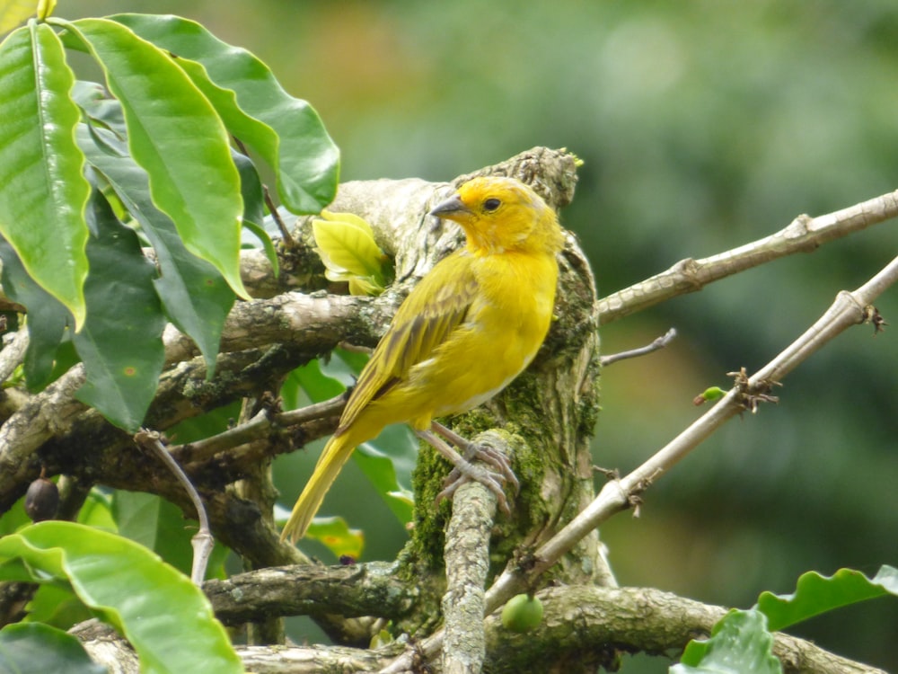 um pássaro amarelo sentado em cima de um galho de árvore