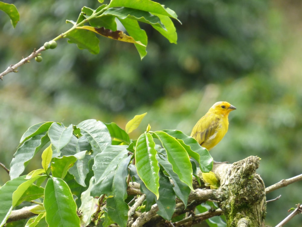 a small yellow bird perched on a tree branch