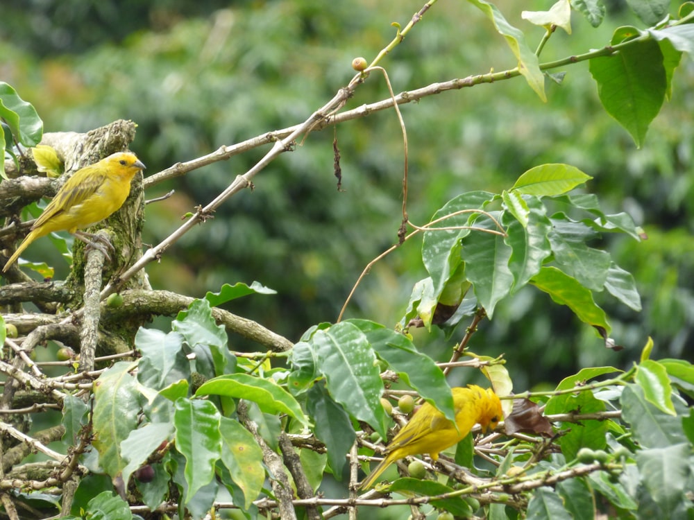 a small yellow bird perched on a tree branch