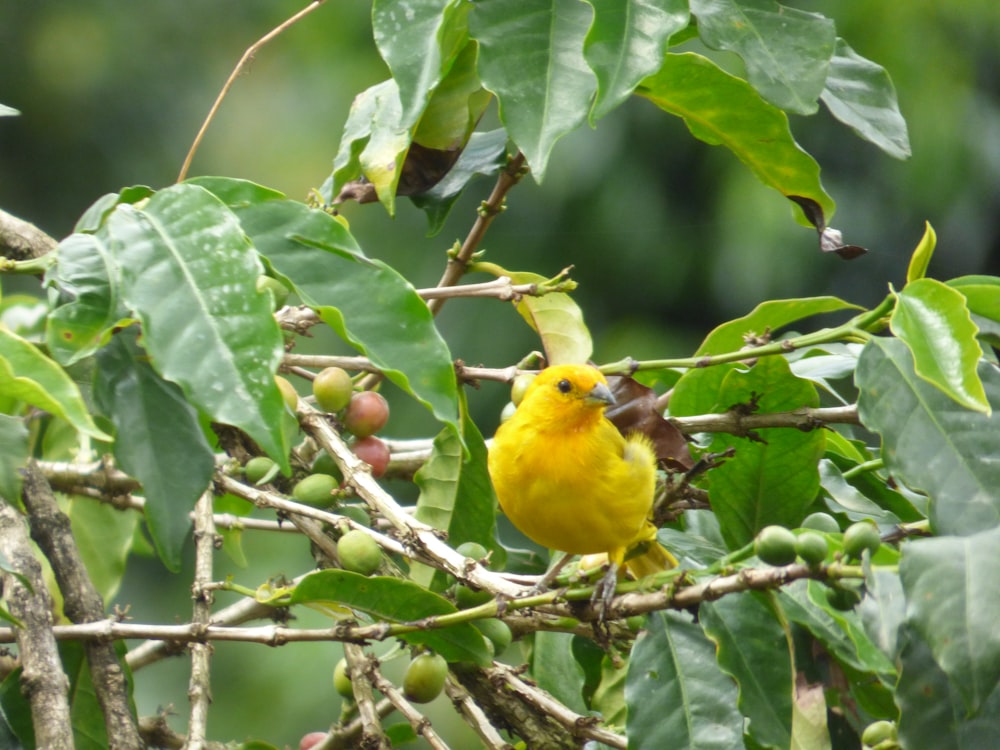 a small yellow bird perched on a tree branch