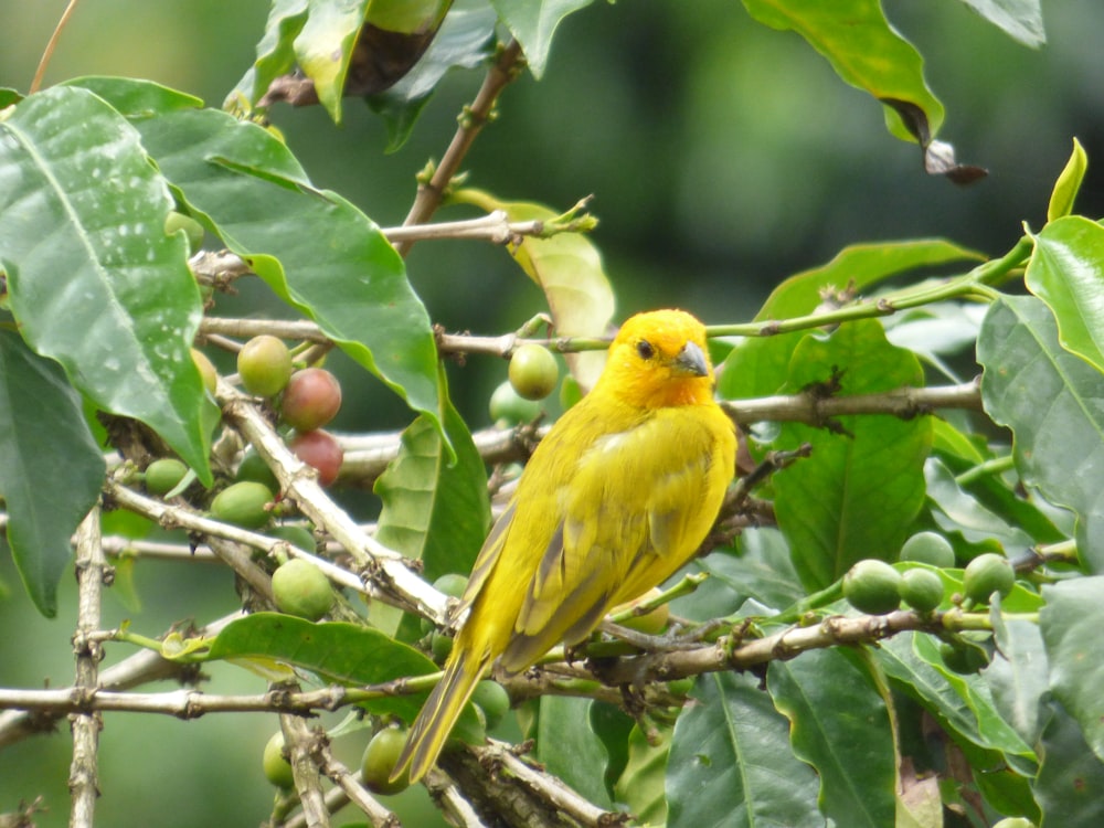 um pássaro amarelo sentado em um galho de uma árvore