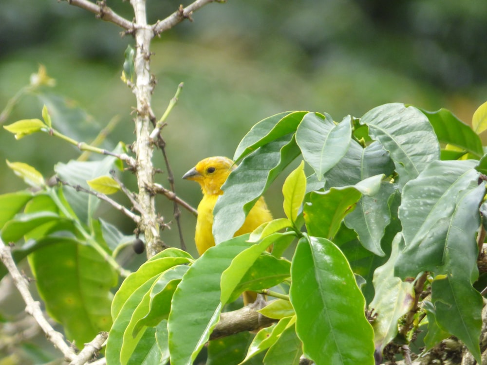 a small yellow bird perched on a tree branch