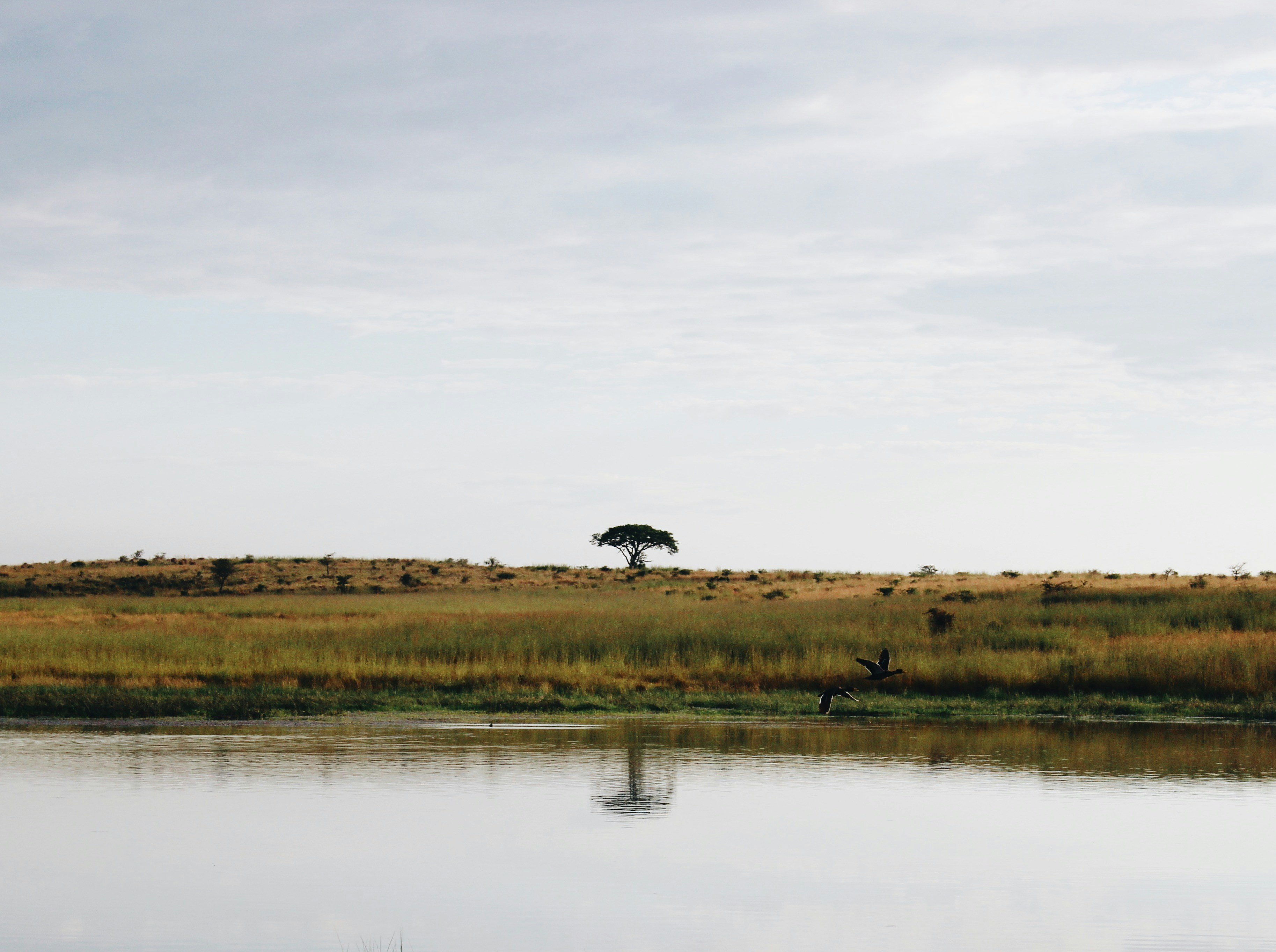 a large body of water sitting next to a lush green field, Two ducks cross a dam which sits in front of an acacia tree. 