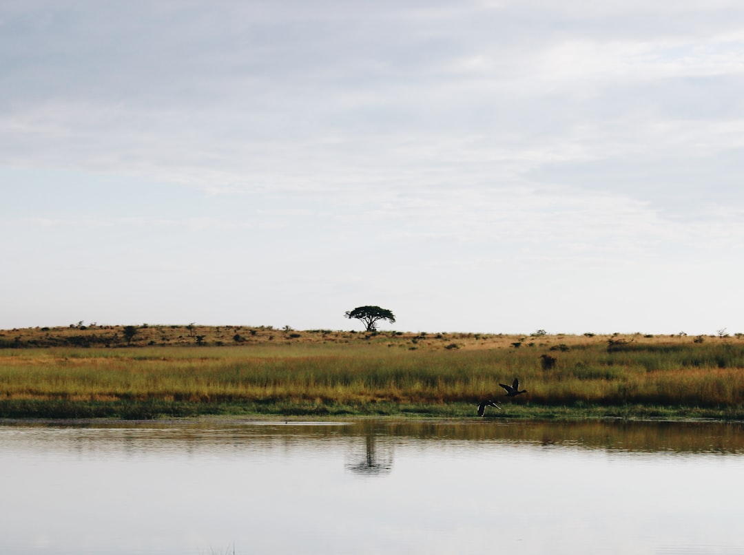 a large body of water sitting next to a lush green field, Two ducks cross a dam which sits in front of an acacia tree.