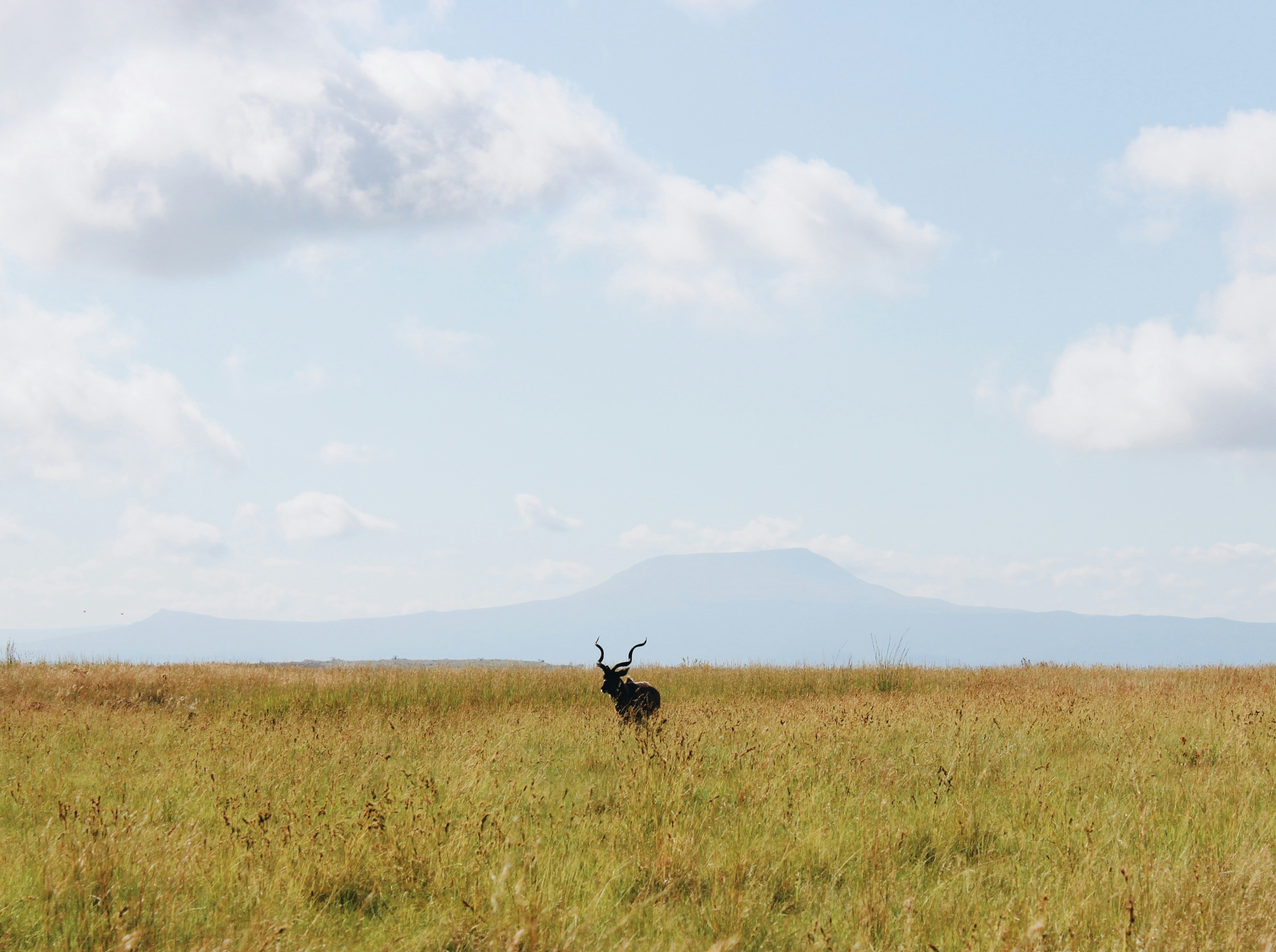 a deer standing in a field with a mountain in the background, A male kudu wandering through the fields.