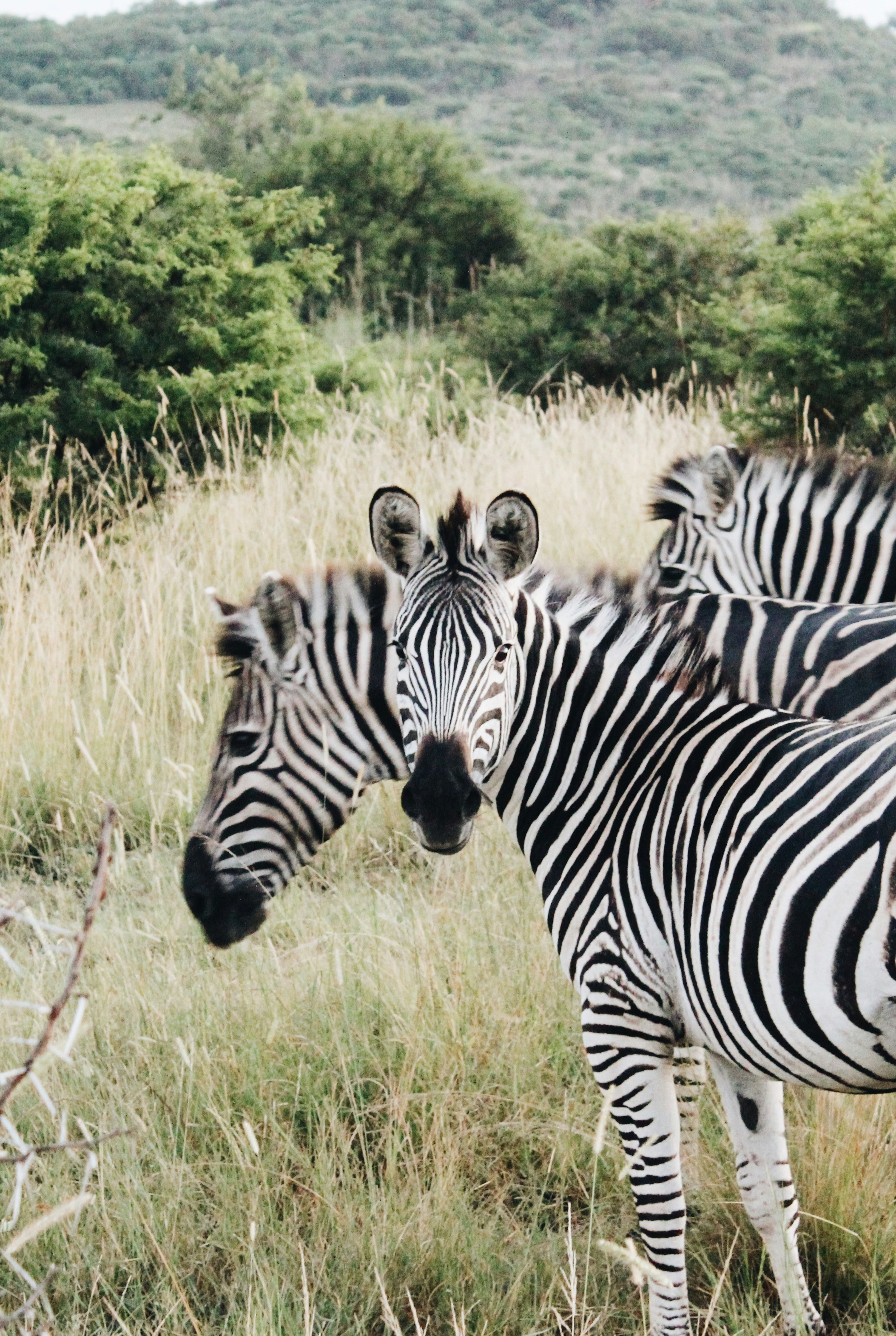 A zebra strikes its most symmetrical pose for me.