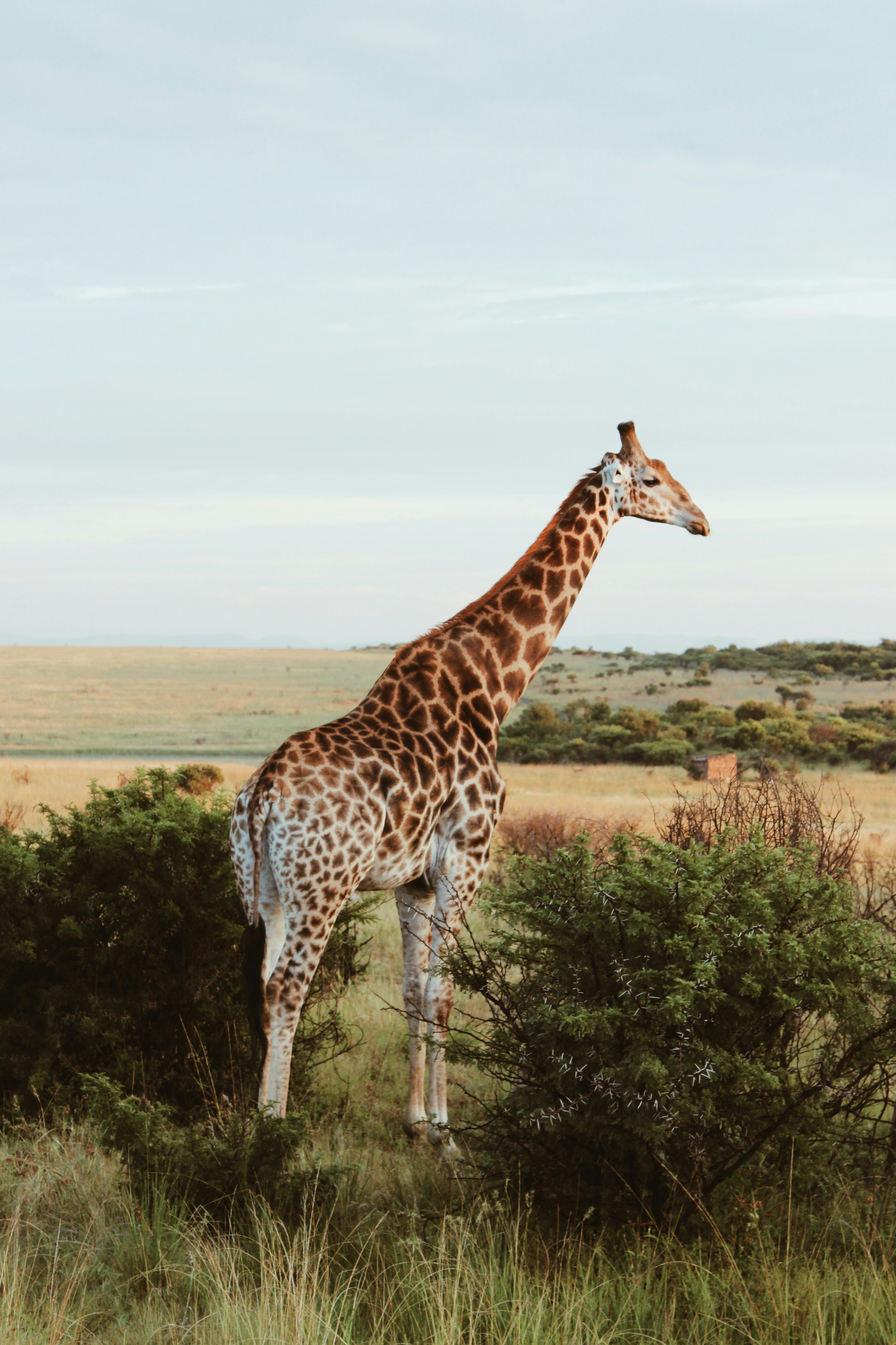 A giraffe crossing through the planes at sunrise.