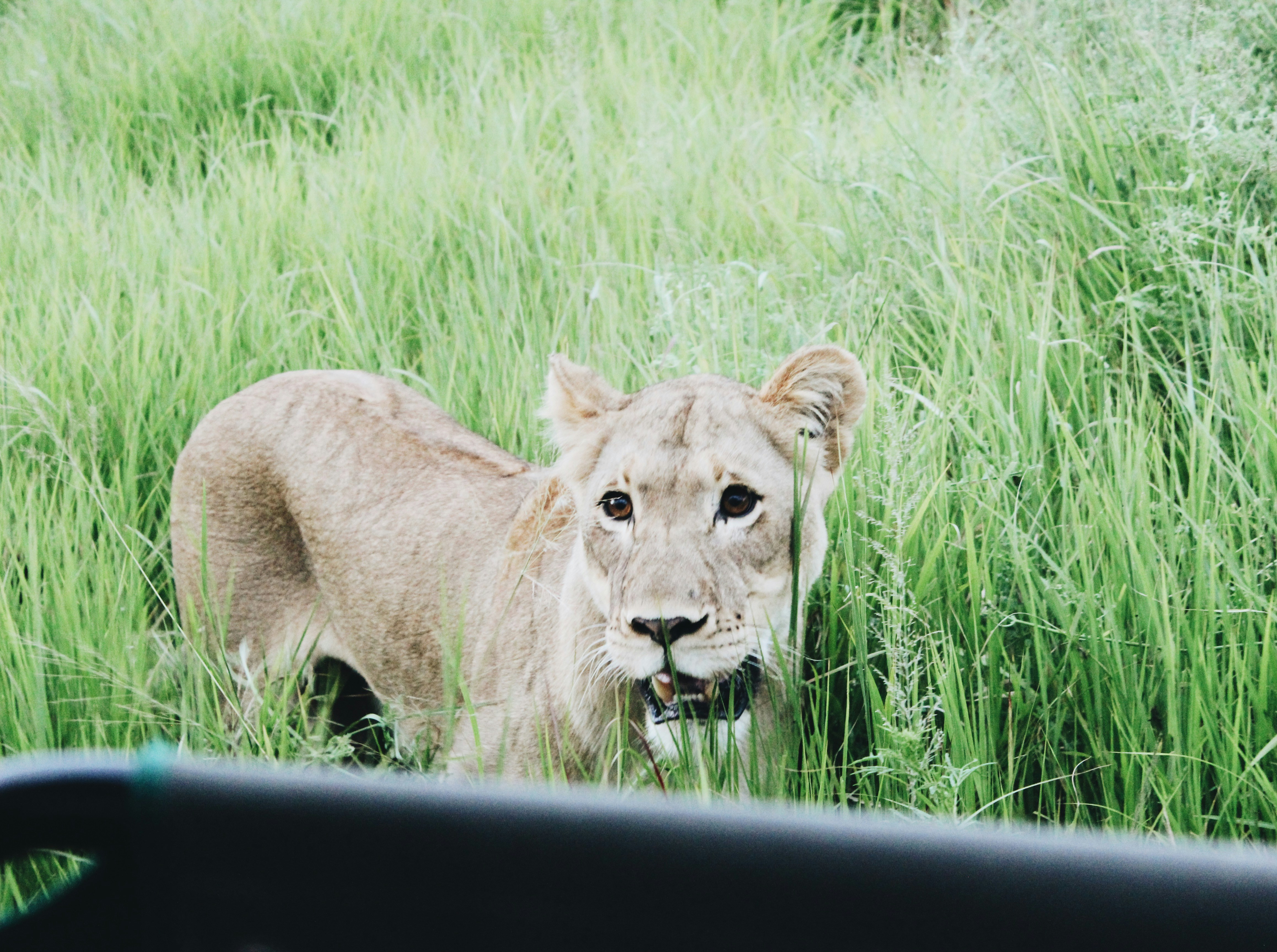 a lion is standing in the tall grass, A lioness considers me for mains.