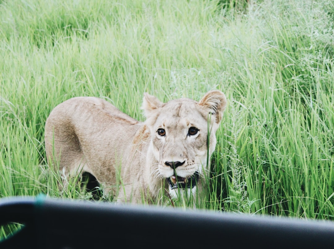 a lion is standing in the tall grass, A lioness considers me for mains.