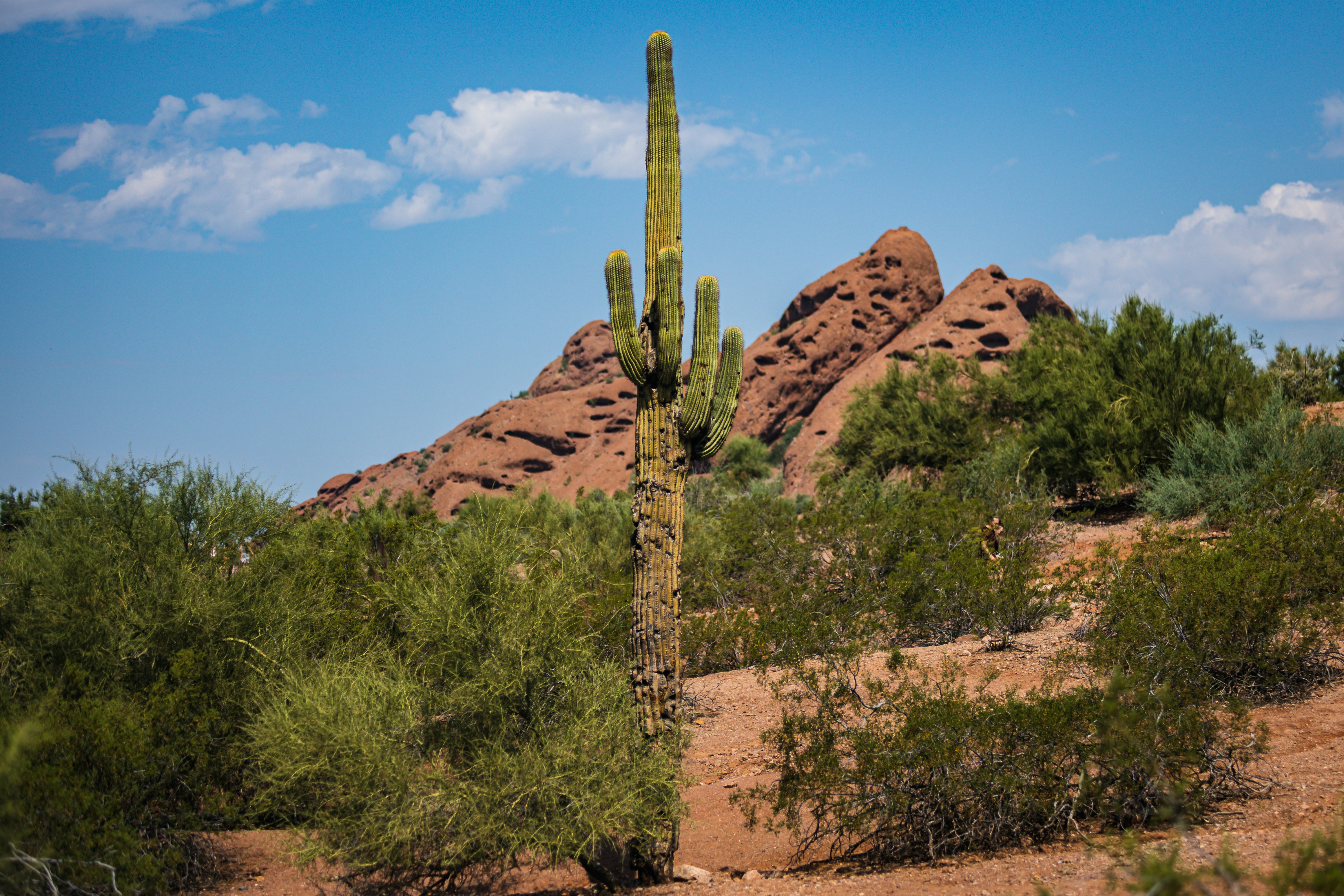 Barrel Cactus standing tall in the desert landscape