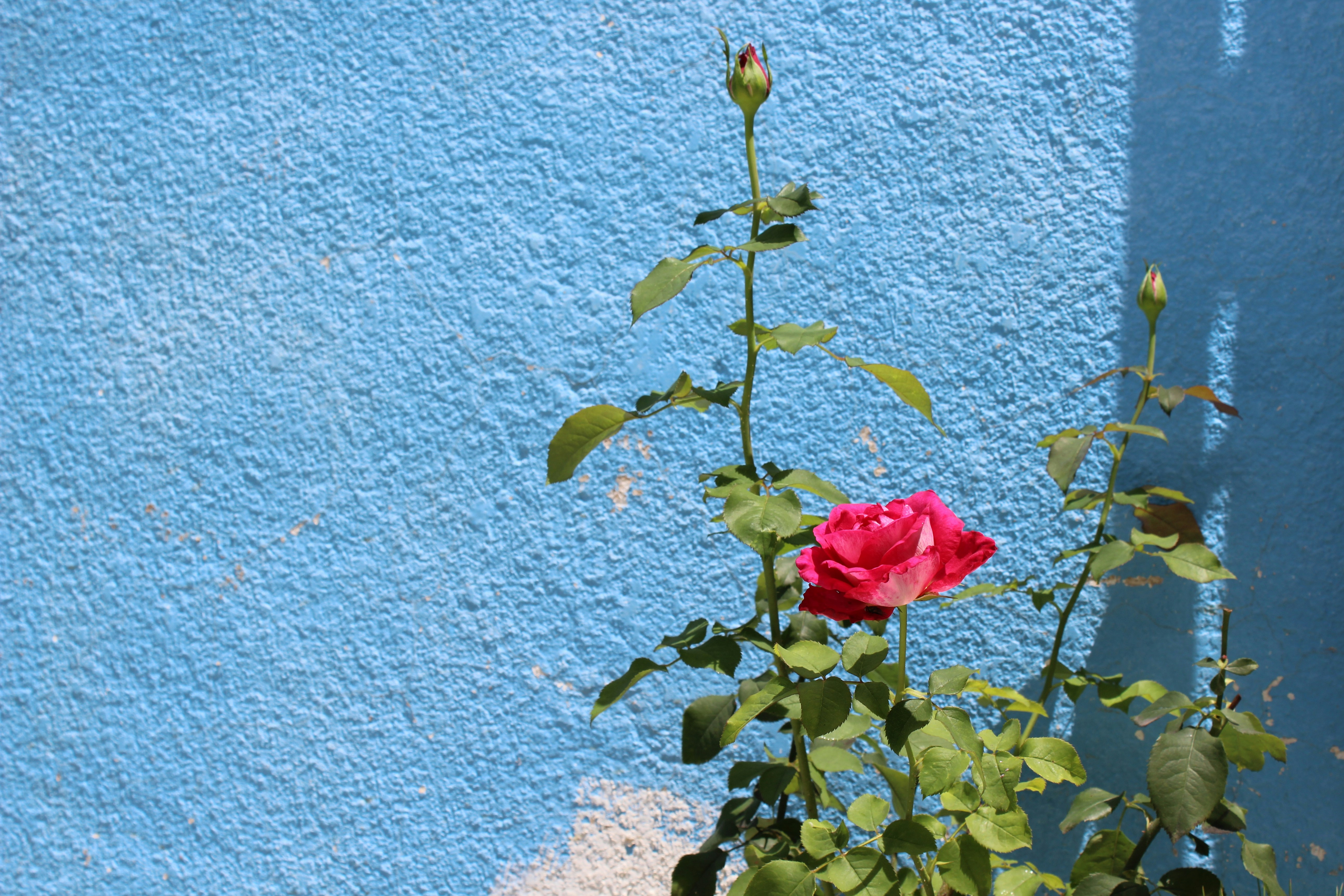 Photo by alethwonderful