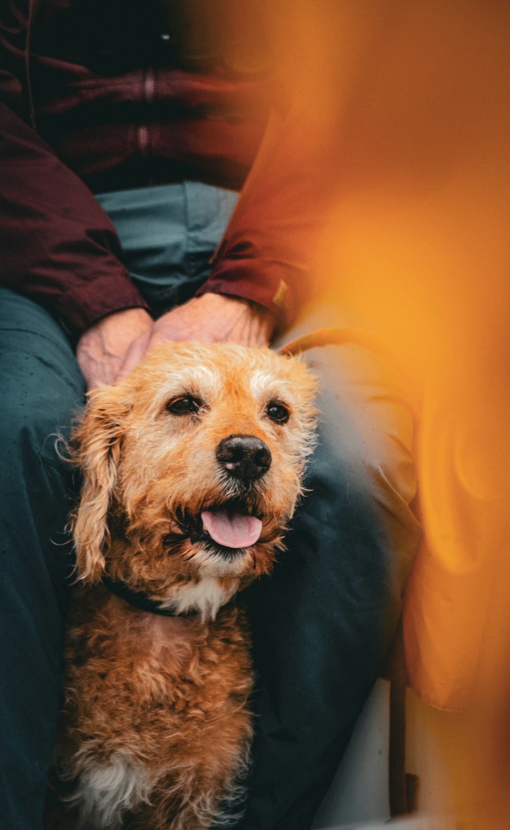 a dog is sitting on a person's lap