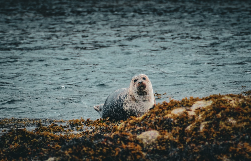 a seal sitting on the shore of a body of water