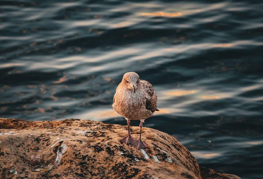 a small bird is standing on a rock by the water