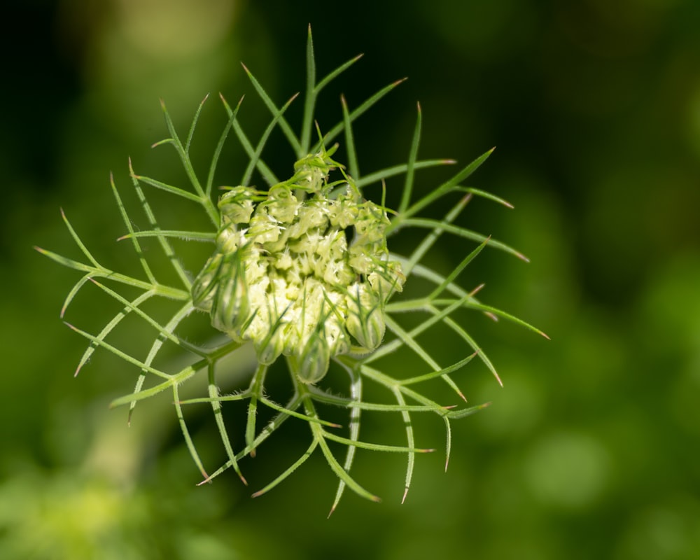 a close up of a green flower with leaves in the background