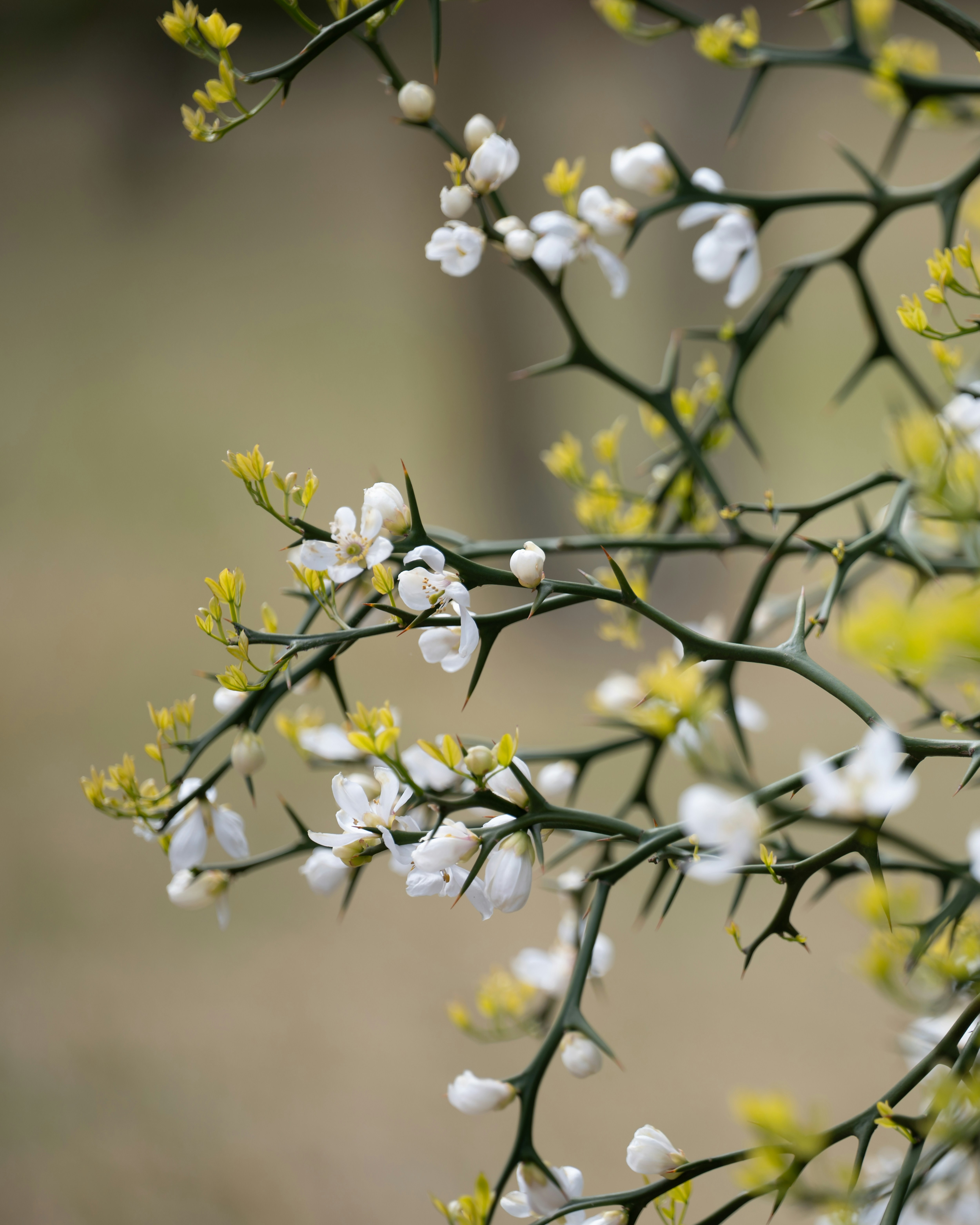 a close up of a plant with white flowers