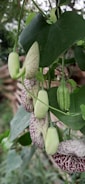 A close-up view of a plant featuring elongated, light green buds and leaves, along with mature, five-lobed brownish-red seed pods showing intricate patterns. The background is blurred, highlighting the plant as the focal point.