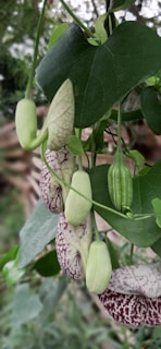 Close-up botanical study of a medicinal herb showing flowers and seed pods