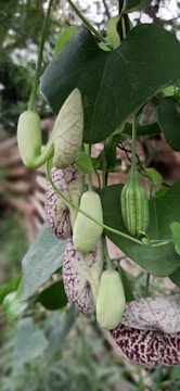 A close-up view of a plant featuring elongated, light green buds and leaves, along with mature, five-lobed brownish-red seed pods showing intricate patterns. The background is blurred, highlighting the plant as the focal point.