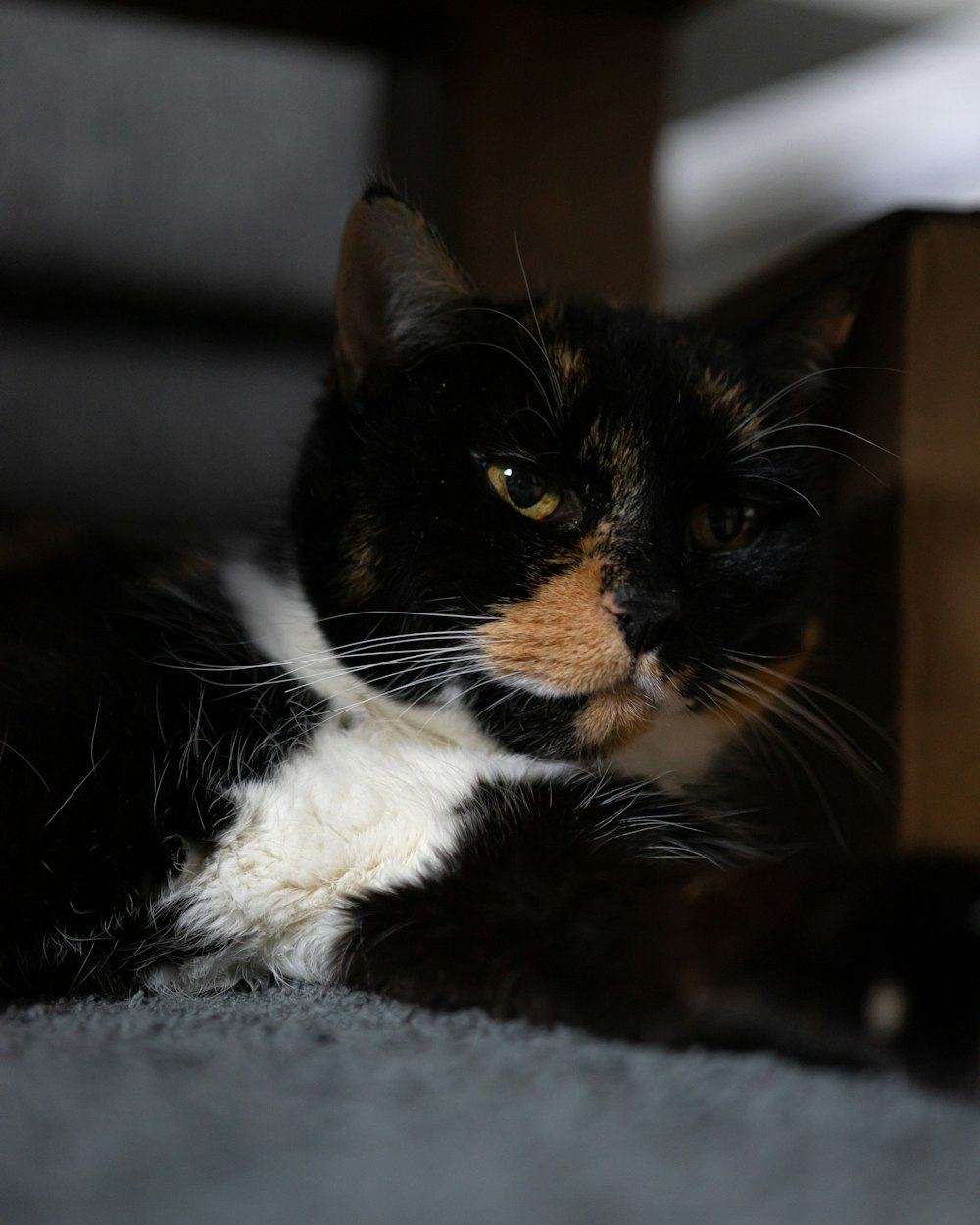 a calico cat laying on the floor next to a box