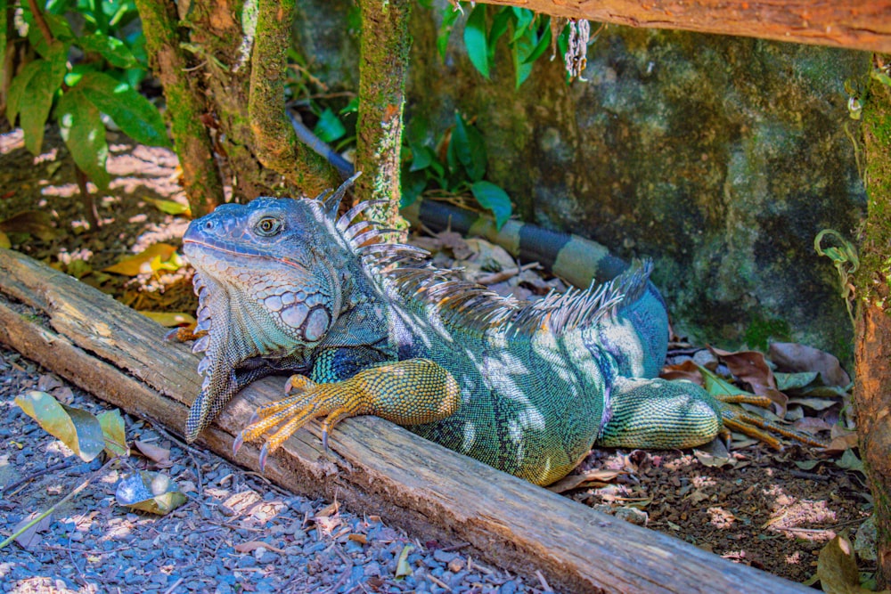 a large lizard laying on top of a wooden log