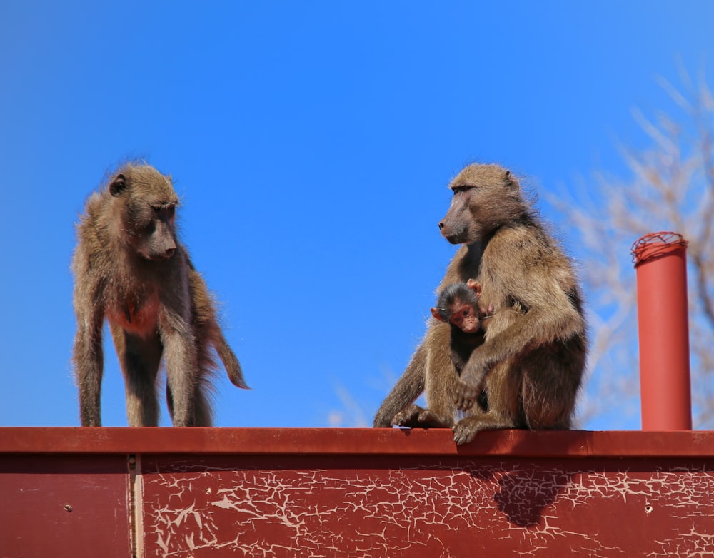 two monkeys sitting on top of a red fence