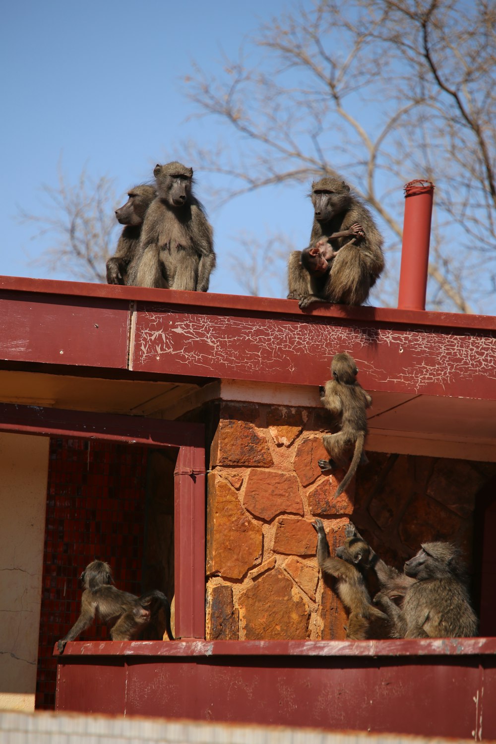 a group of monkeys sitting on top of a building