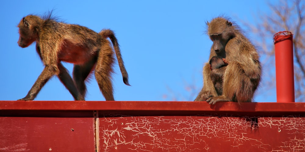 two monkeys sitting on top of a red fence