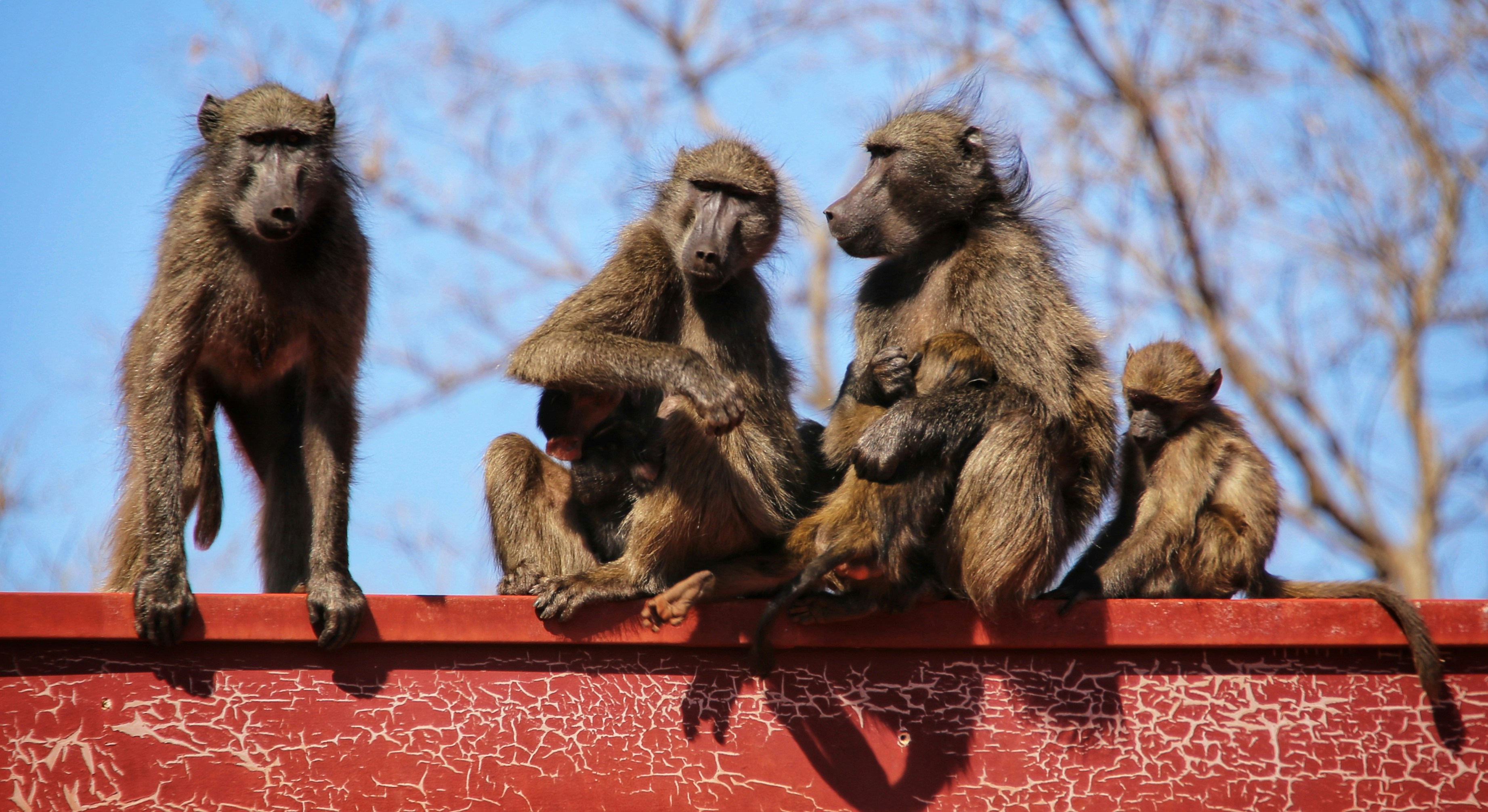 a group of monkeys sitting on top of a red wall