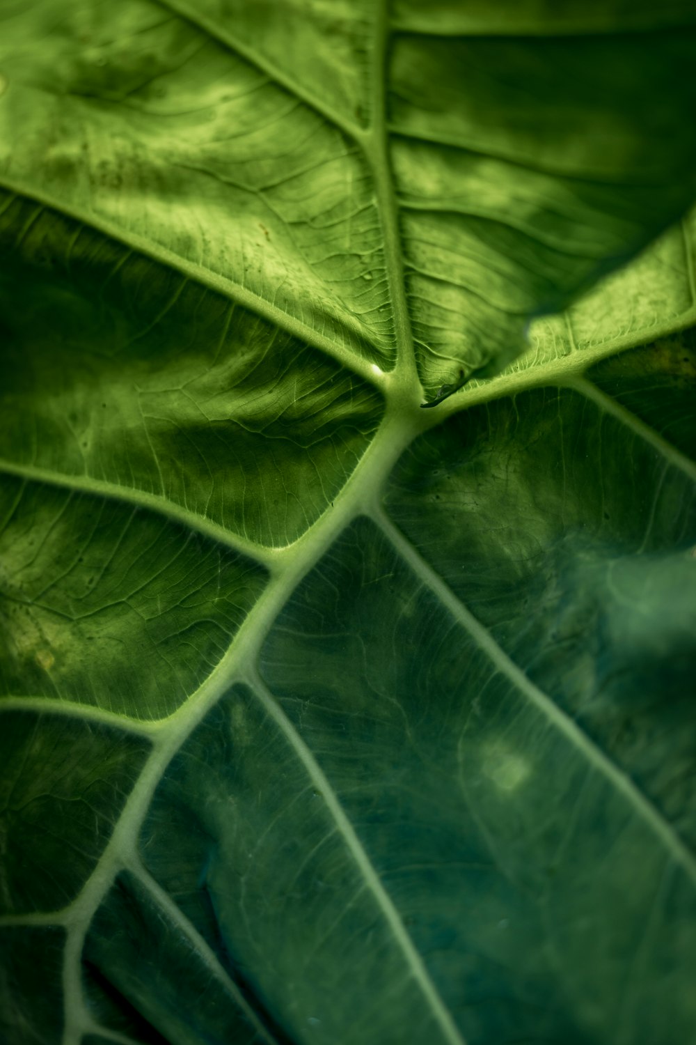 a close up of a large green leaf