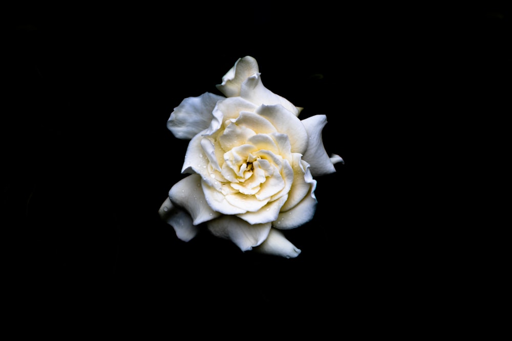 a single white rose on a black background