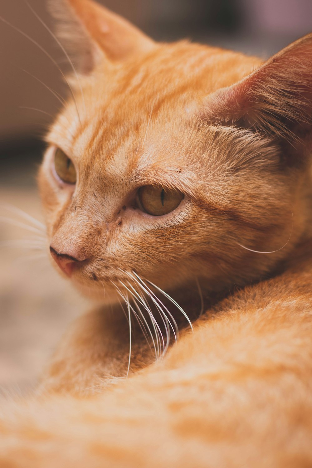 a close up of a cat laying on the ground