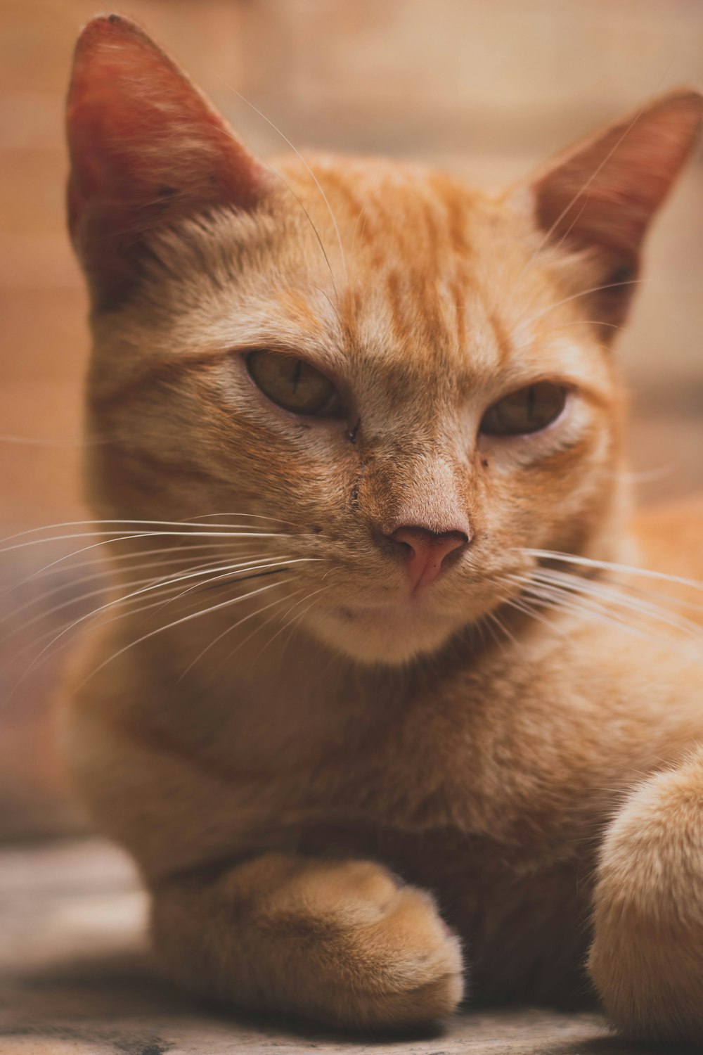 a close up of a cat laying on the ground