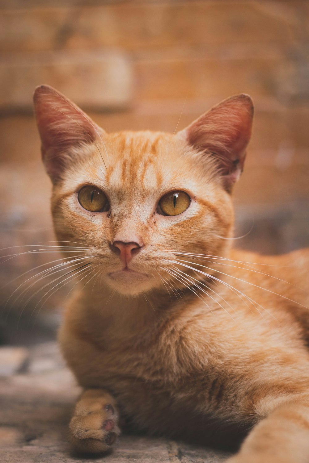 a close up of a cat laying on the ground