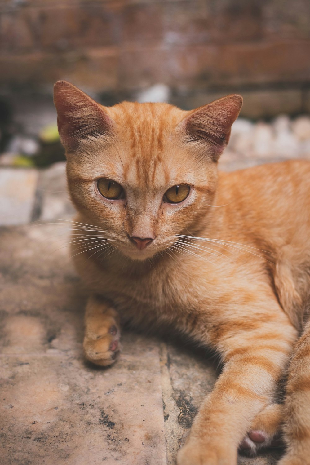 an orange cat laying on top of a rock