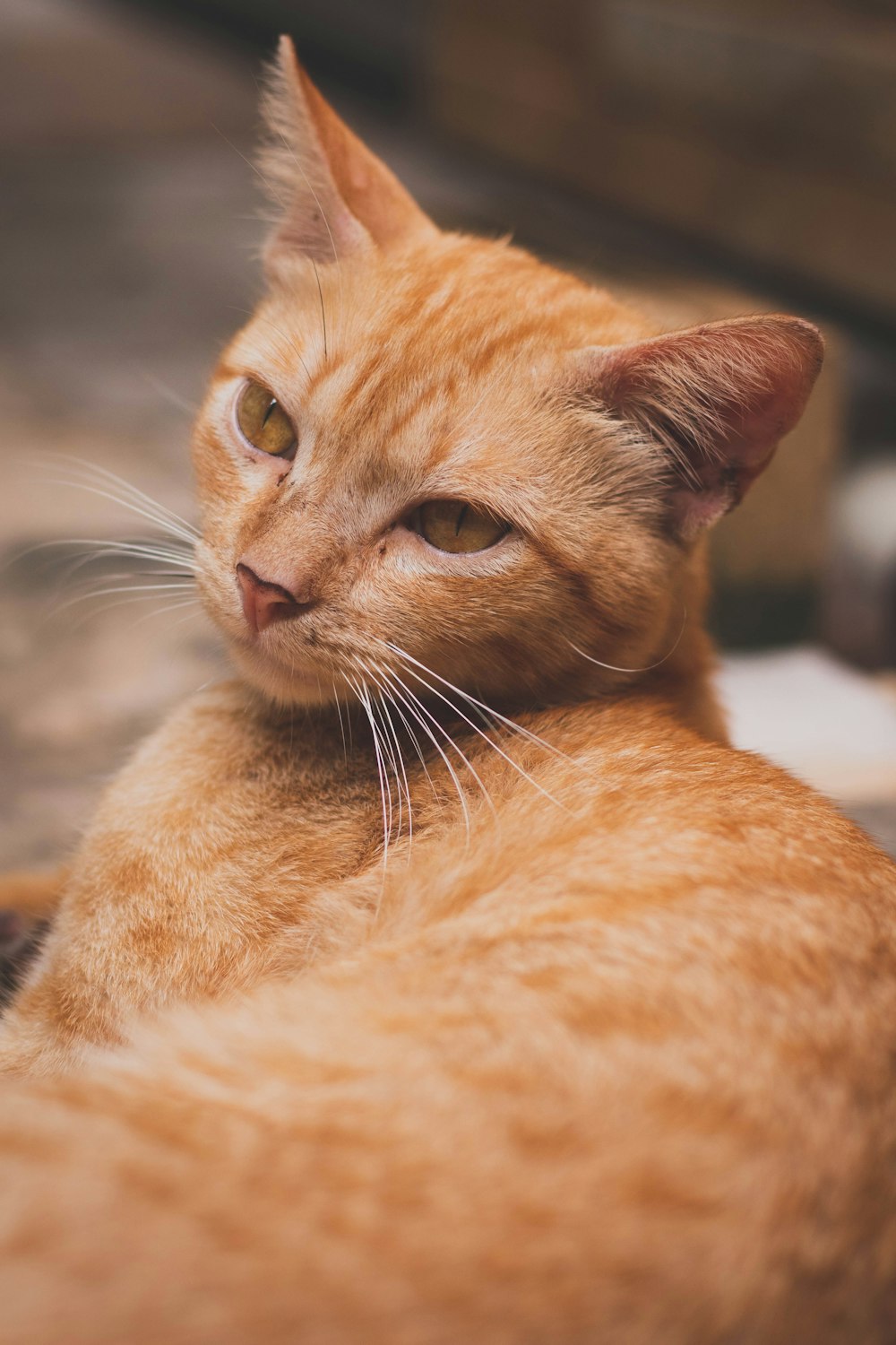 a close up of a cat laying on the ground