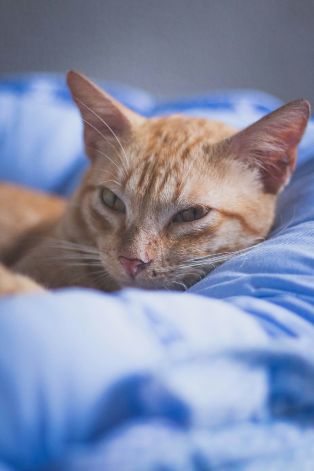 a close up of a cat laying on a bed