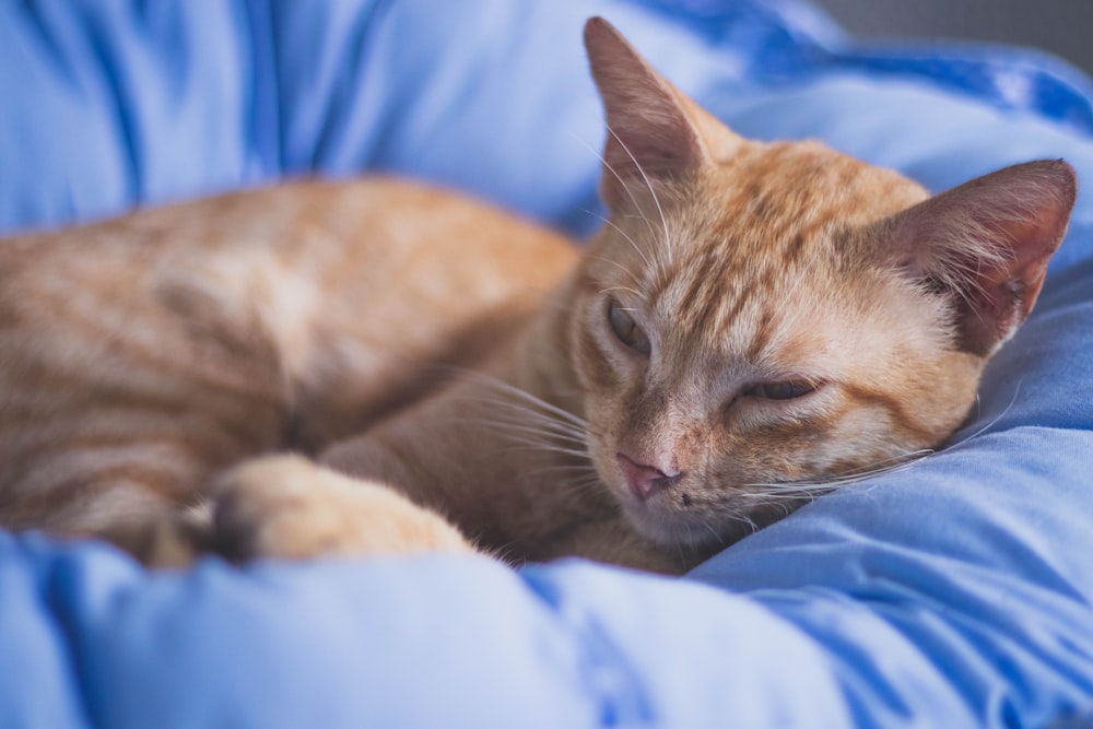 an orange cat sleeping in a blue pet bed