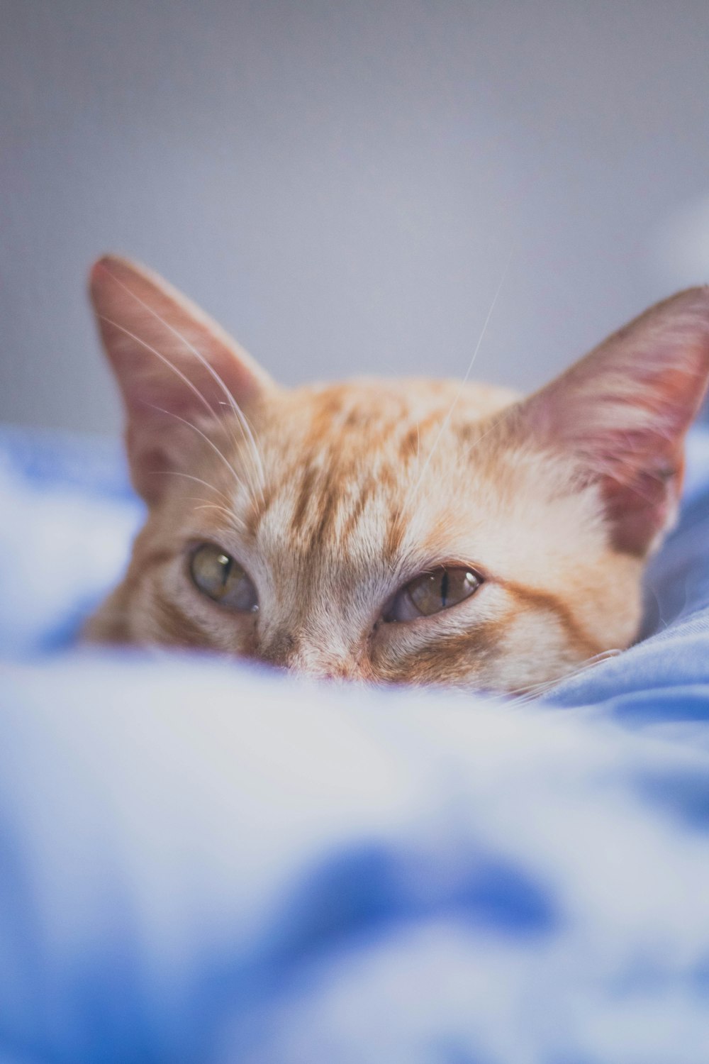 a close up of a cat laying on a bed