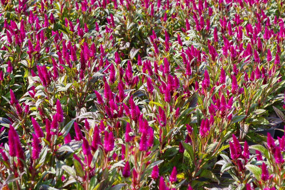 a field of pink flowers with green leaves