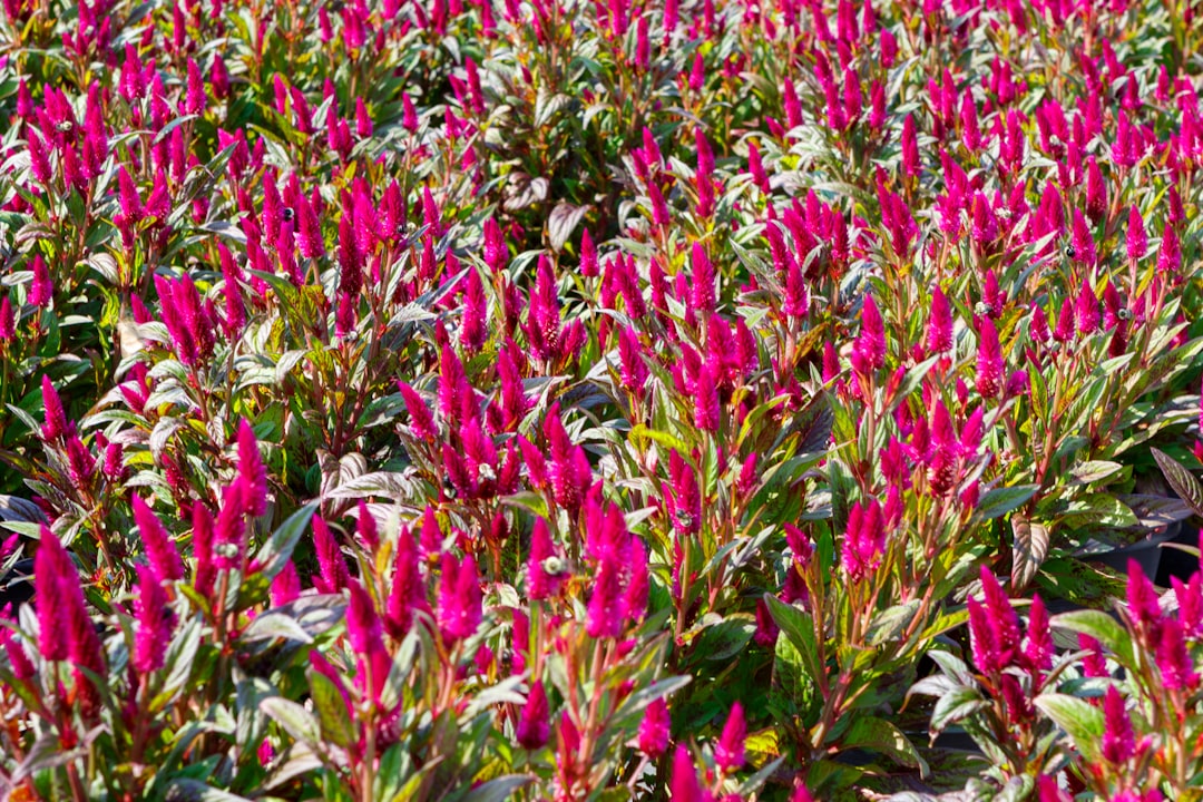 How to Plant and Care for Celosia Flowers for Fast Flowerin