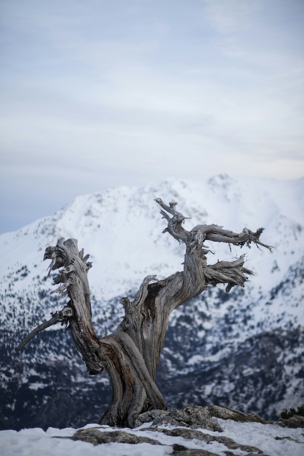 a tree that is standing in the snow