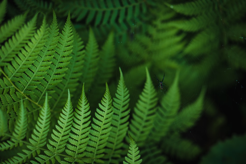 a close up of a green plant with lots of leaves