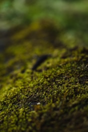 a close up of a moss covered surface