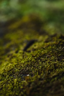 a close up of a moss covered surface