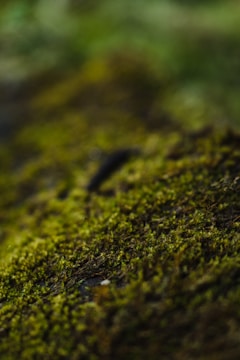 a close up of a moss covered surface