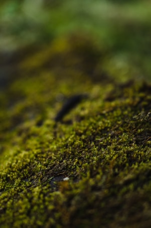 a close up of a moss covered surface