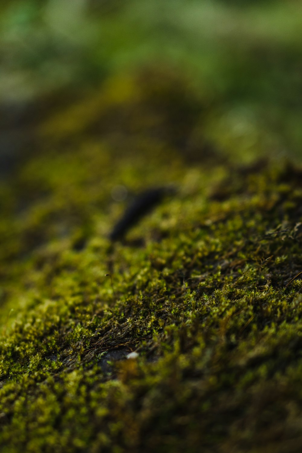 a close up of a moss covered surface