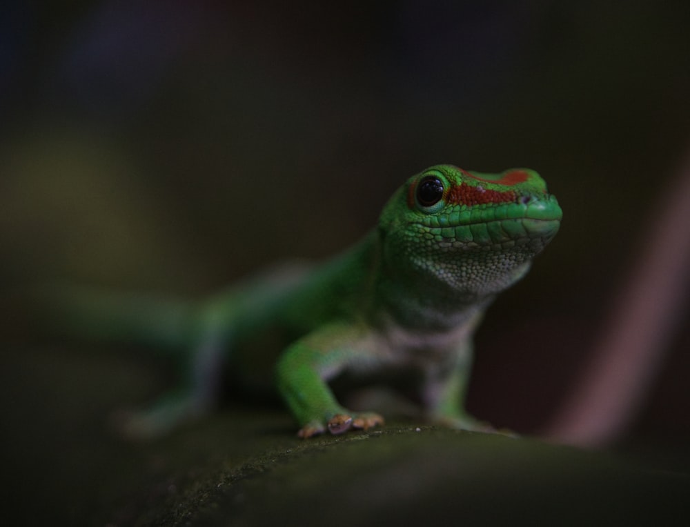 a small green lizard sitting on top of a leaf